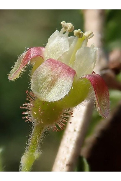 Аґрус Золотистий в період цвітіння
